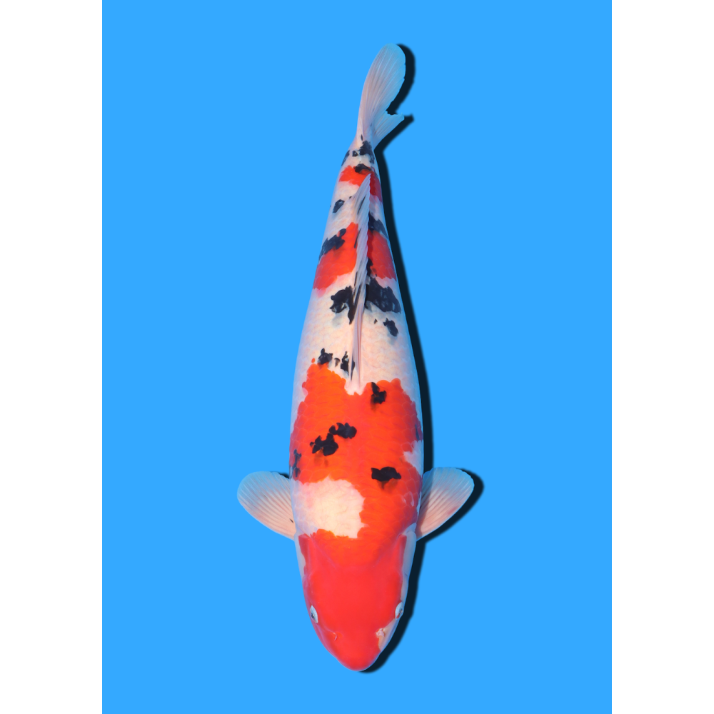 SANKE NISAI OYA  +/- 50/55 CM