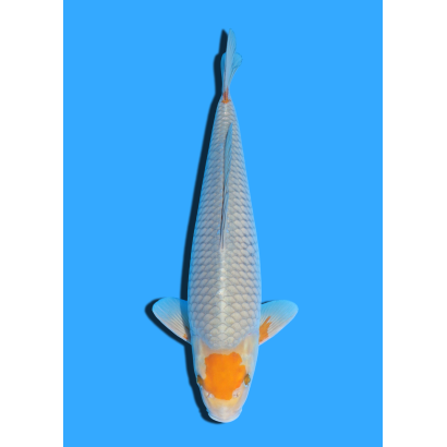 TANCHO OCHIBA NISAI TAKATASTU  +/- 40 CM