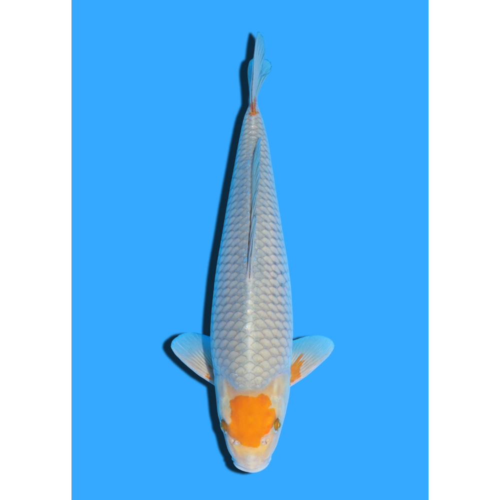 TANCHO OCHIBA NISAI TAKATASTU  +/- 40 CM