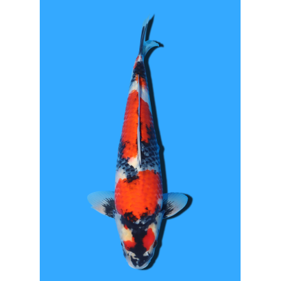 SHOWA NISAI TAKATASTU  +/- 40 CM