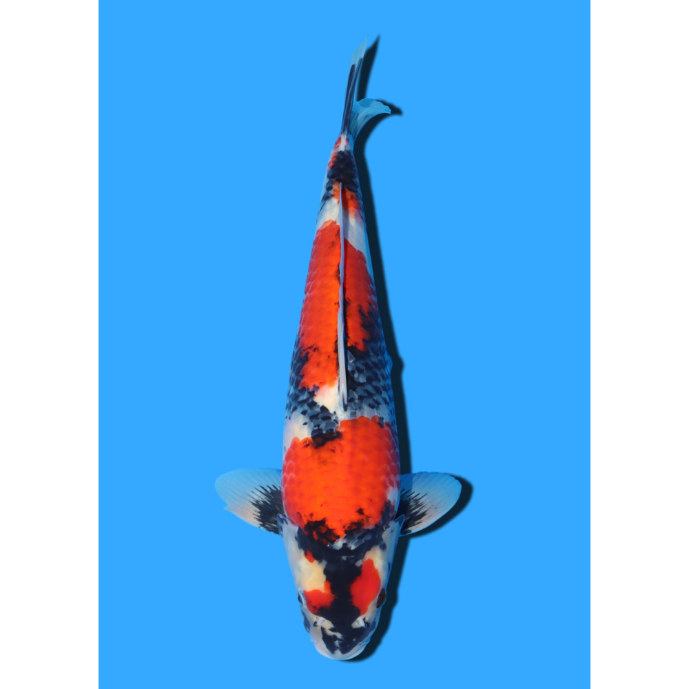 SHOWA NISAI TAKATASTU  +/- 40 CM