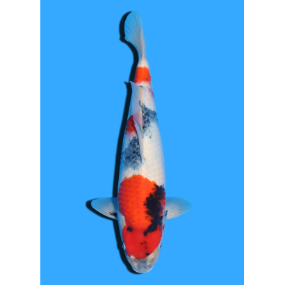SHOWA NISAI TAKATASTU  +/- 40 CM
