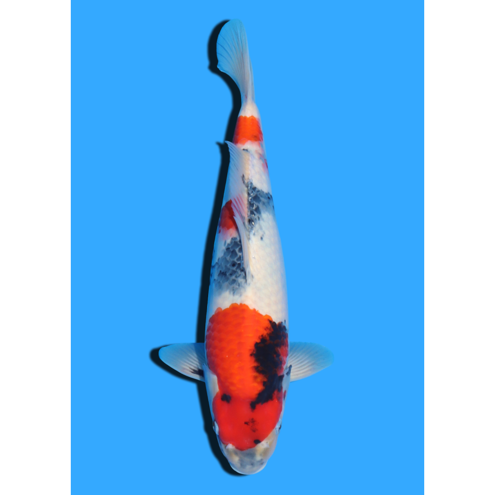 SHOWA NISAI TAKATASTU  +/- 40 CM