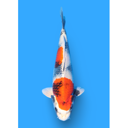 KIN SHOWA NISAI TAKATASTU  +/- 40 CM