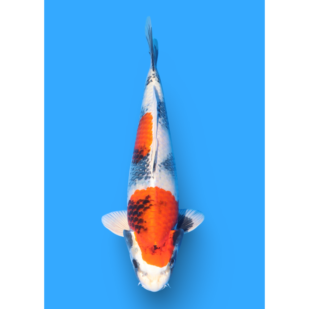 KIN SHOWA NISAI TAKATASTU  +/- 40 CM