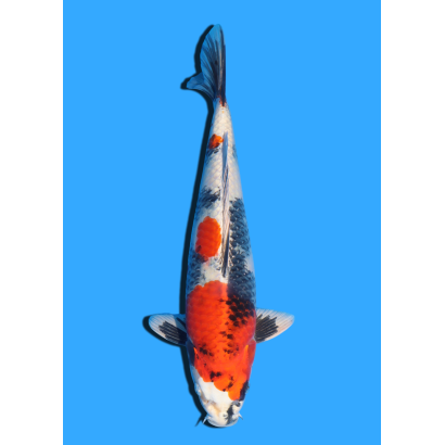 KIN SHOWA NISAI TAKATASTU  +/- 40 CM