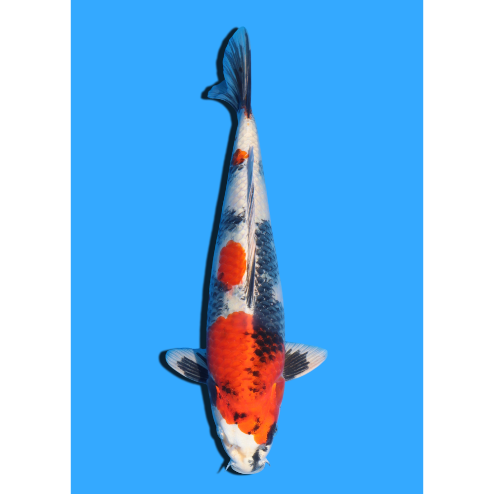 KIN SHOWA NISAI TAKATASTU  +/- 40 CM