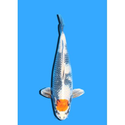 TANCHO KIN SHOWA NISAI TAKATASTU  +/- 40 CM