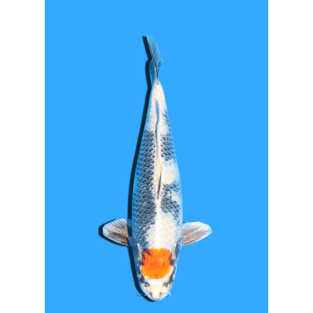 TANCHO KIN SHOWA NISAI TAKATASTU  +/- 40 CM