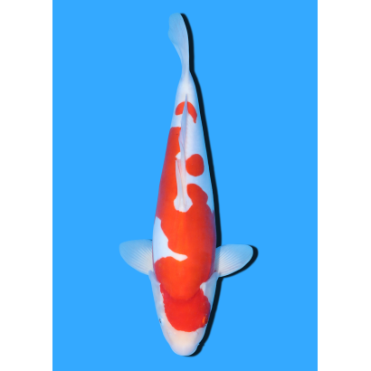 DOITSU KOHAKU NISAI SHINODA  +/- 40 CM