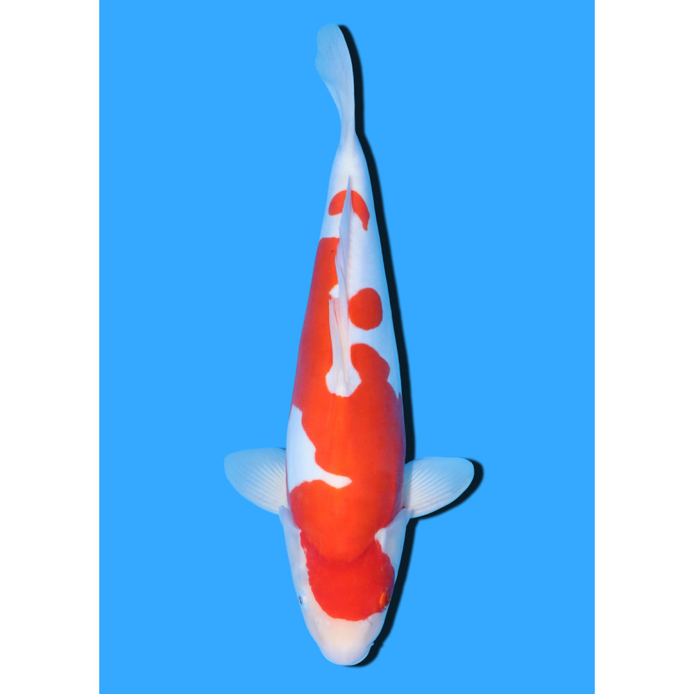 DOITSU KOHAKU NISAI SHINODA  +/- 40 CM