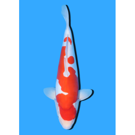 DOITSU KOHAKU NISAI SHINODA  +/- 40 CM
