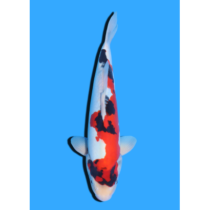 DOITSU SHOWA NISAI SHINODA  +/- 40 CM