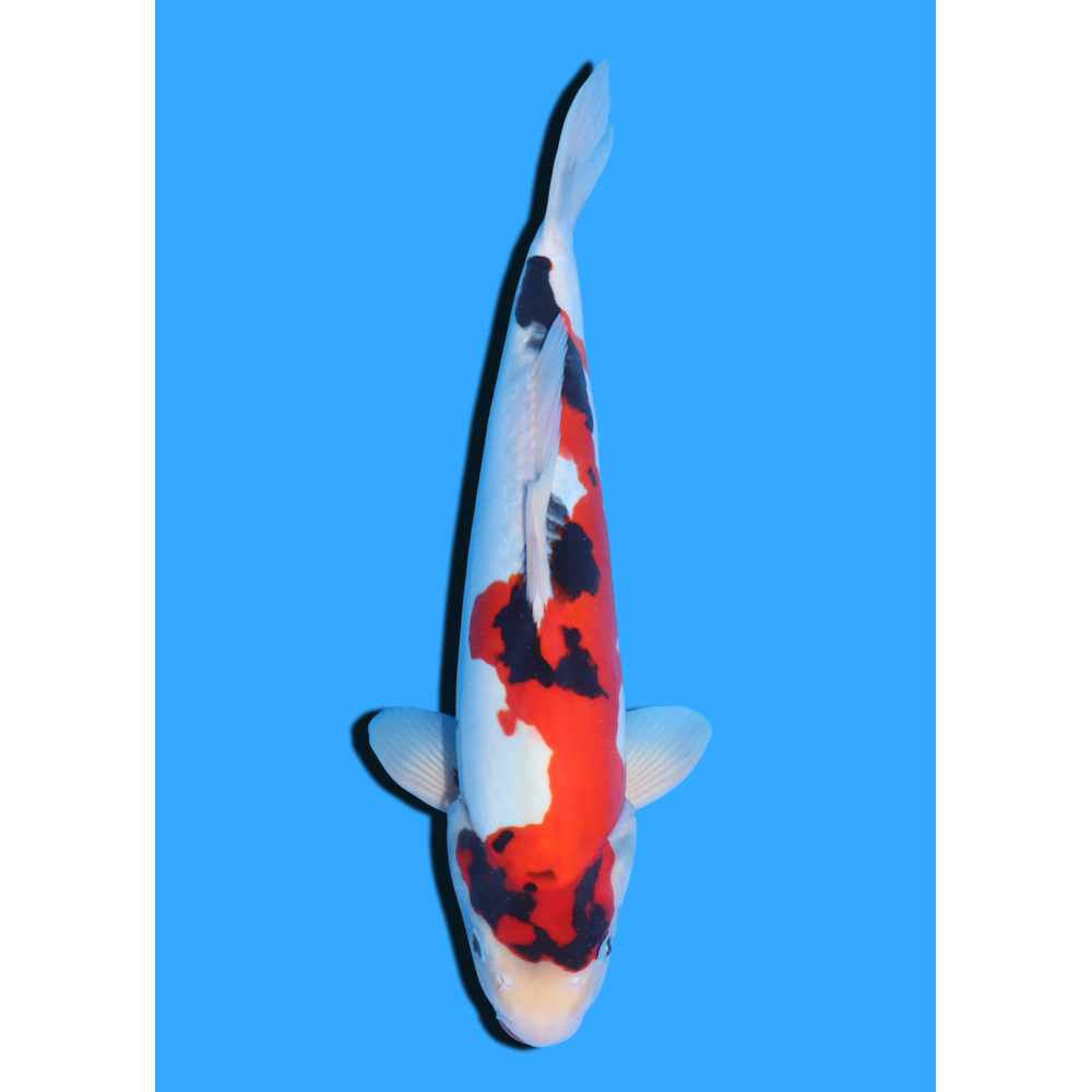 DOITSU SHOWA NISAI SHINODA  +/- 40 CM
