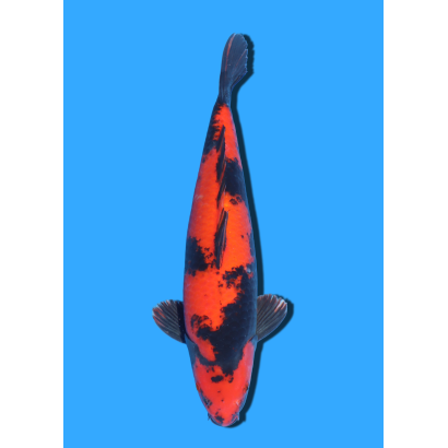 HI UTSURI  NISAI SHINODA  +/- 40 CM
