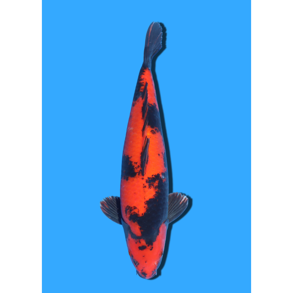 HI UTSURI  NISAI SHINODA  +/- 40 CM