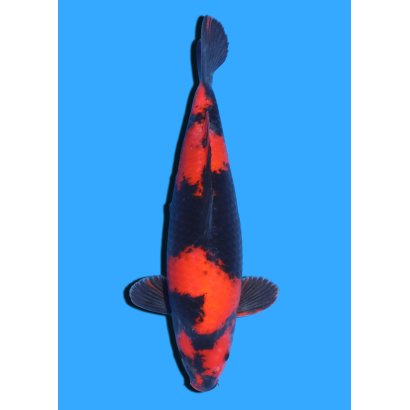 HI UTSURI  NISAI SHINODA  +/- 40 CM