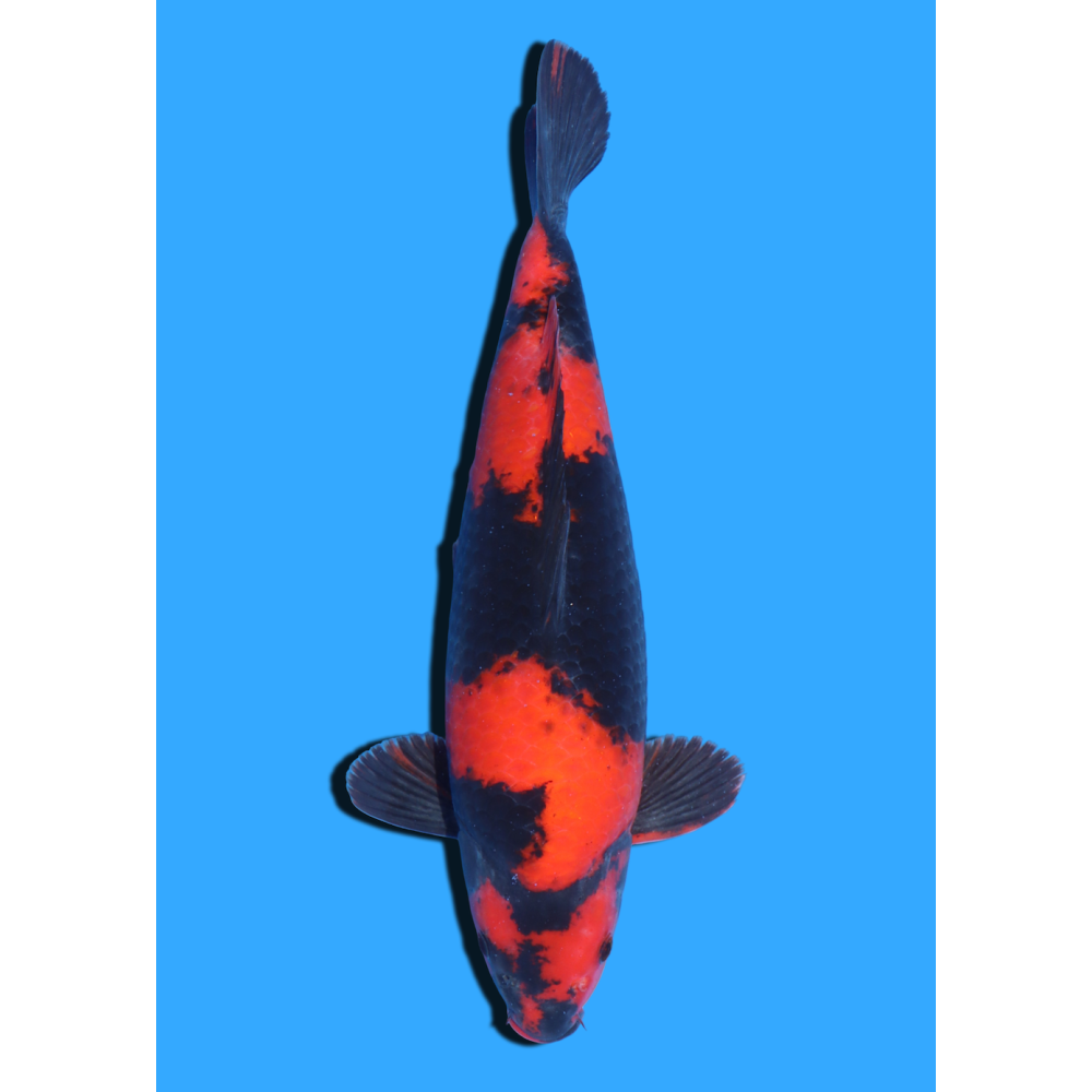 HI UTSURI  NISAI SHINODA  +/- 40 CM