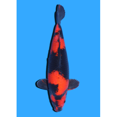 HI UTSURI  NISAI SHINODA  +/- 40 CM