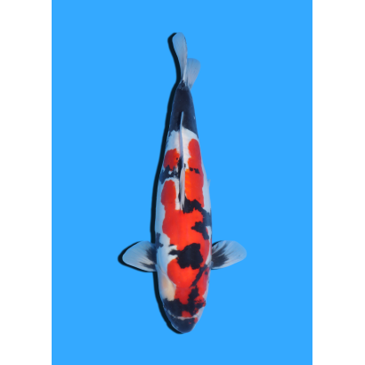 DOITSU SHOWA  NISAI HIROI  +/- 40/45 CM