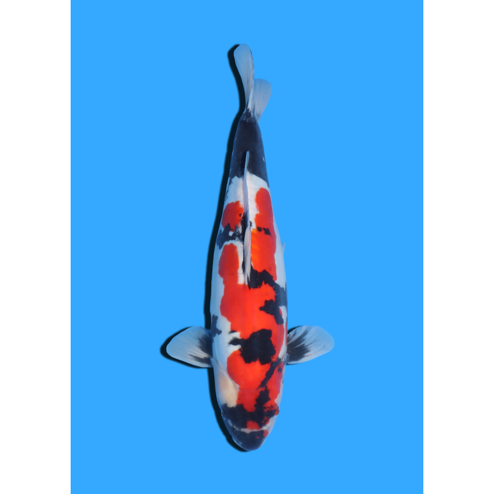 DOITSU SHOWA  NISAI HIROI  +/- 40/45 CM