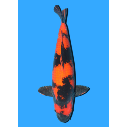 HI UTSURI SANSAI MARUSEI  +/- 62 CM