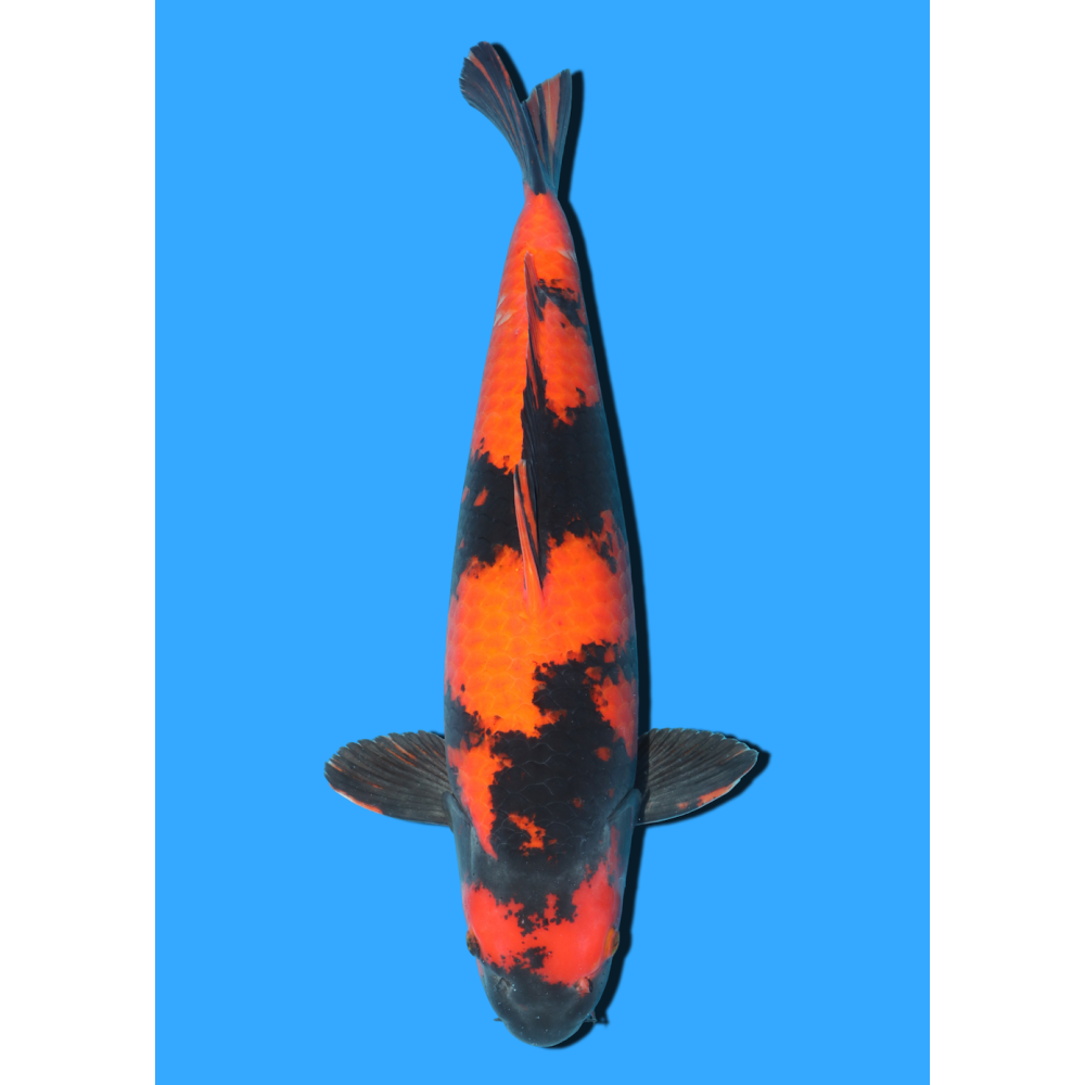 HI UTSURI SANSAI MARUSEI  +/- 62 CM