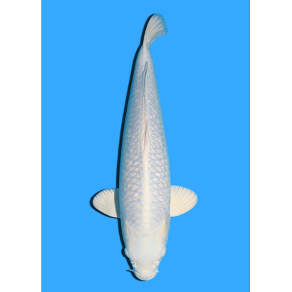 GINRIN PLATINUM SANSAI YAMASAKI  +/- 55 CM