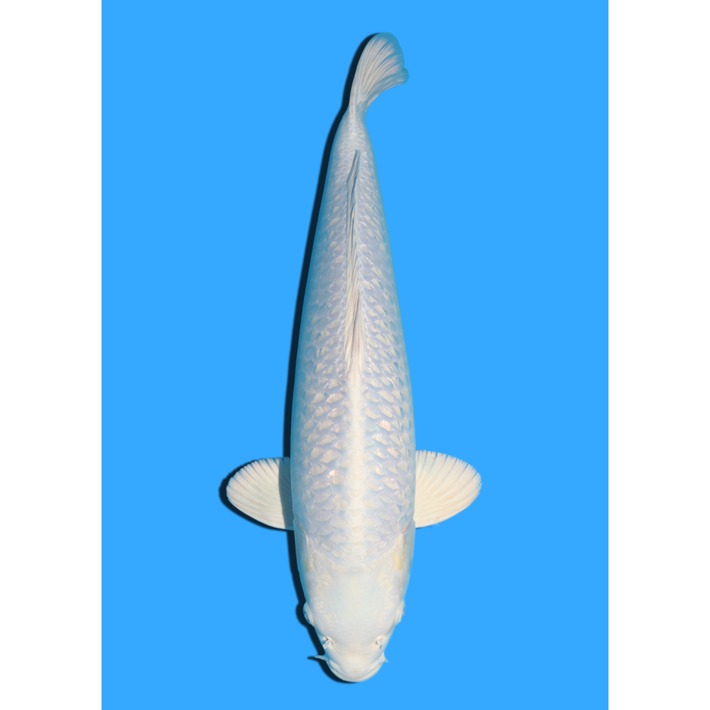 GINRIN PLATINUM SANSAI YAMASAKI  +/- 55 CM