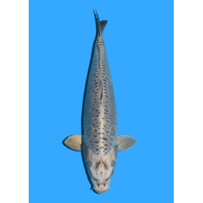 ARAGOKE SANSAI YAMASAKI  +/- 55 CM