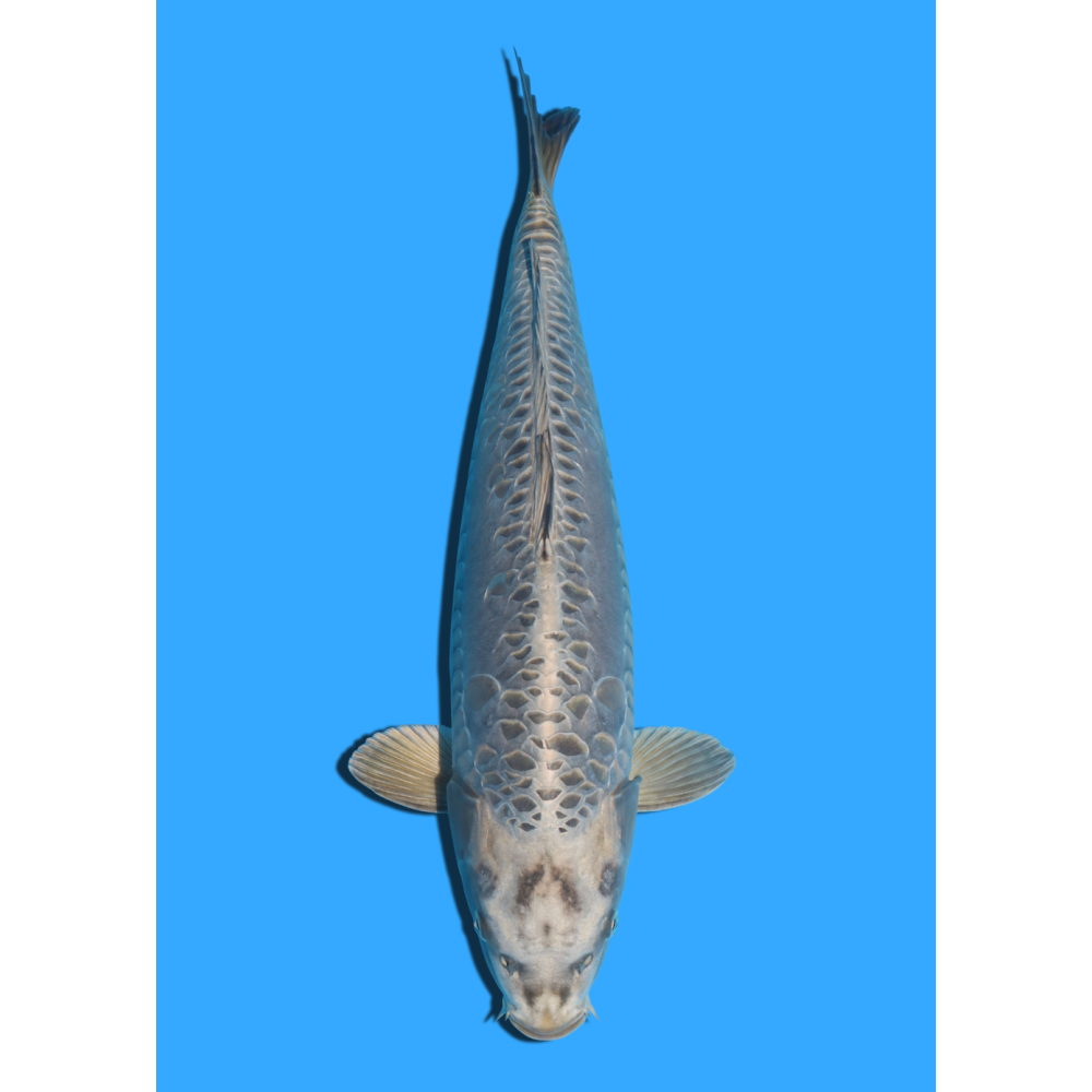 ARAGOKE SANSAI YAMASAKI  +/- 55 CM