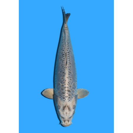 ARAGOKE SANSAI YAMASAKI  +/- 55 CM