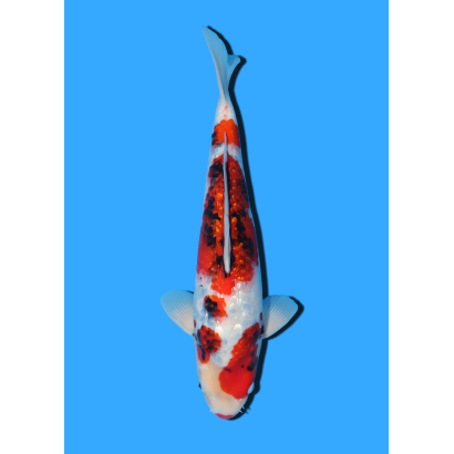 GINRIN SHOWA NISAI YAGENJI  +/- 45 CM
