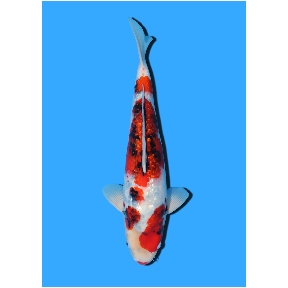 GINRIN SHOWA NISAI YAGENJI  +/- 45 CM
