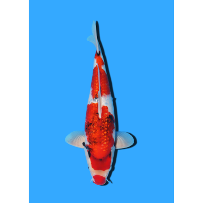 GINRIN SHOWA NISAI YAGENJI  +/- 45 CM