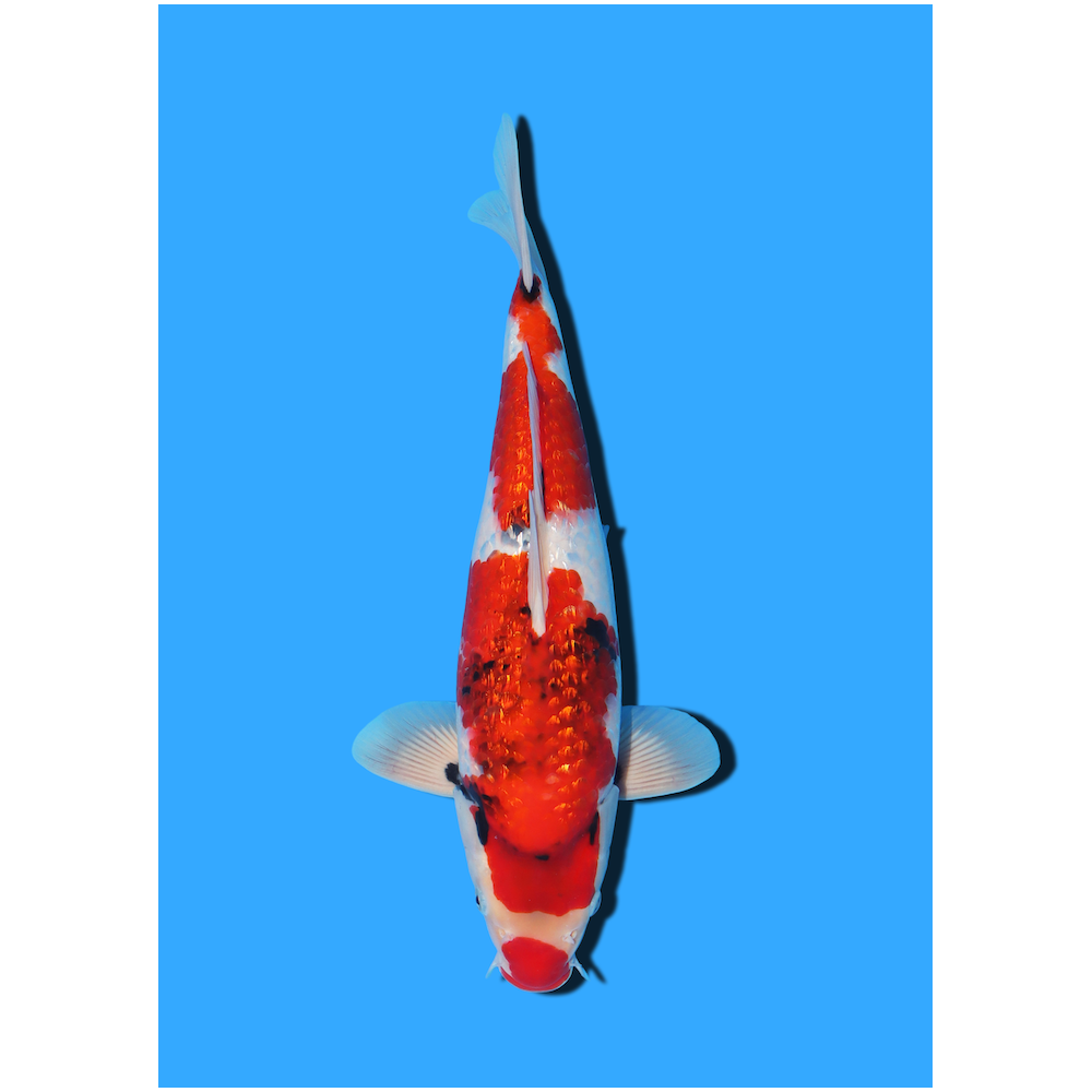 GINRIN SHOWA NISAI YAGENJI  +/- 45 CM