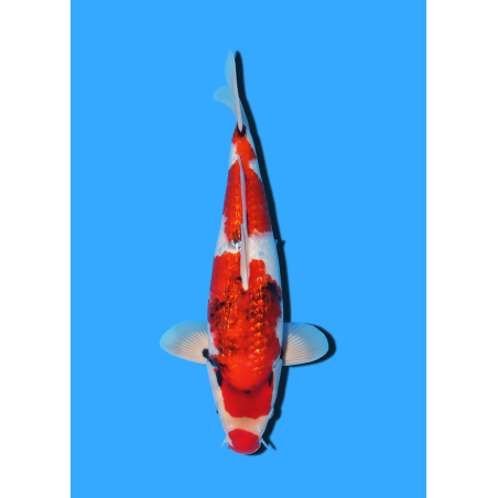 GINRIN SHOWA NISAI YAGENJI  +/- 45 CM