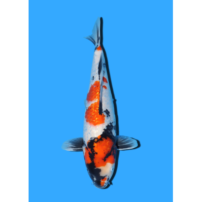 GINRIN SHOWA NISAI YAGENJI  +/- 45 CM