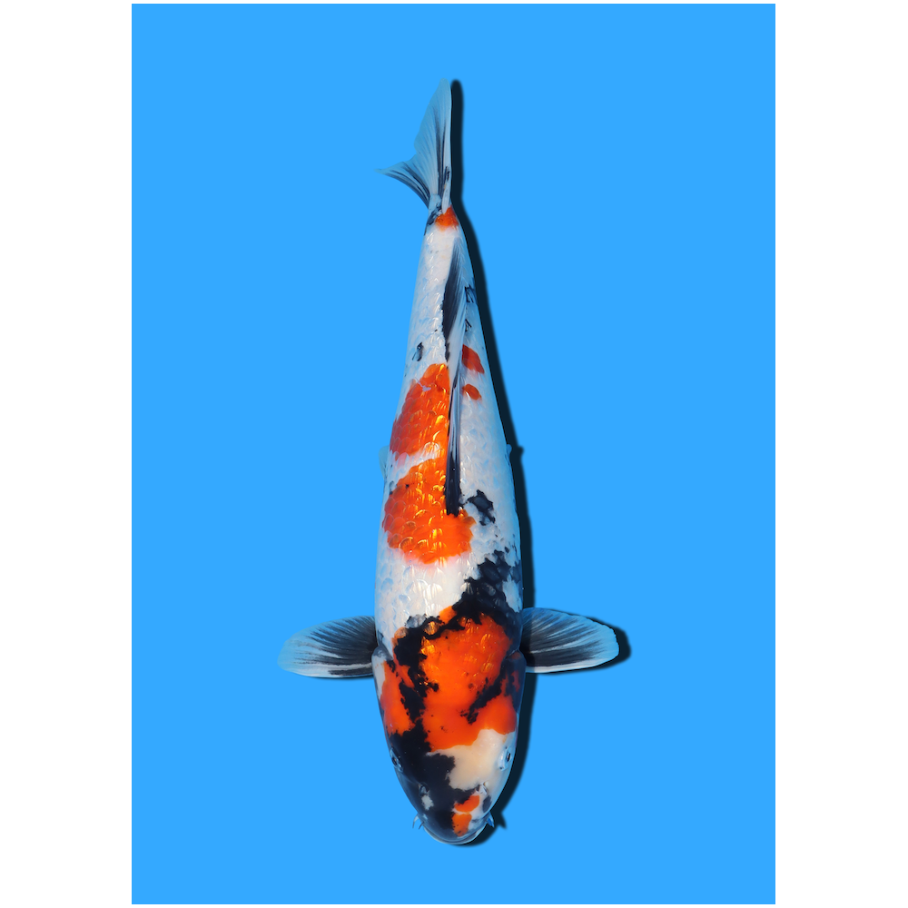 GINRIN SHOWA NISAI YAGENJI  +/- 45 CM