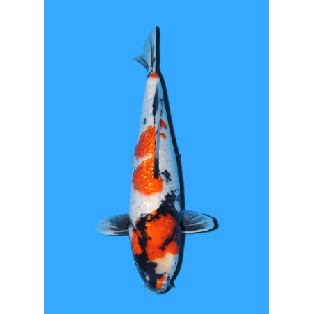 GINRIN SHOWA NISAI YAGENJI  +/- 45 CM