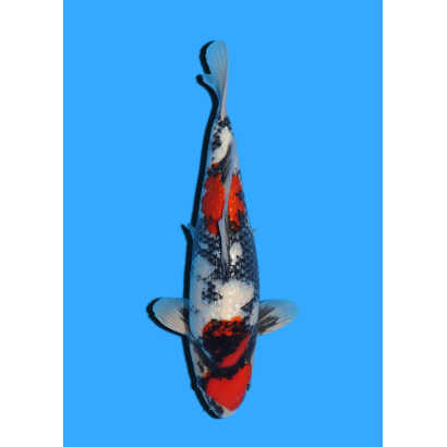 GINRIN SHOWA NISAI YAGENJI  +/- 45 CM