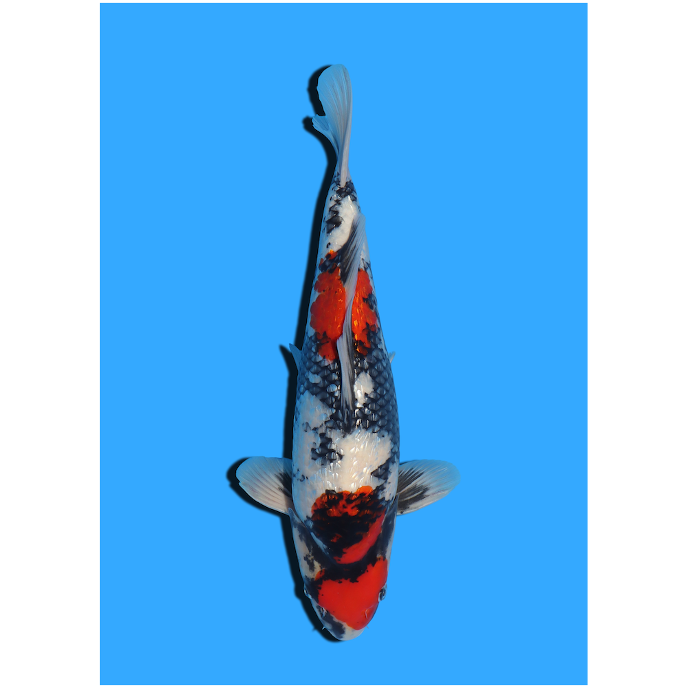 GINRIN SHOWA NISAI YAGENJI  +/- 45 CM
