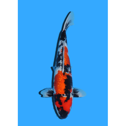 GINRIN SHOWA NISAI YAGENJI  +/- 45 CM