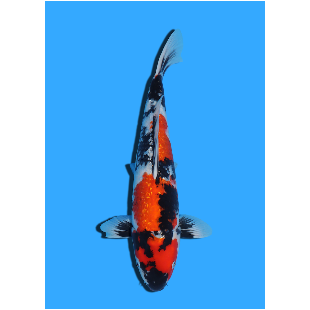 GINRIN SHOWA NISAI YAGENJI  +/- 45 CM
