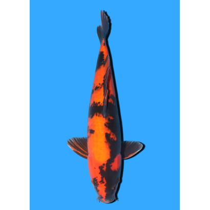 HI UTSURI NISAI MARUSEI +/- 40 CM