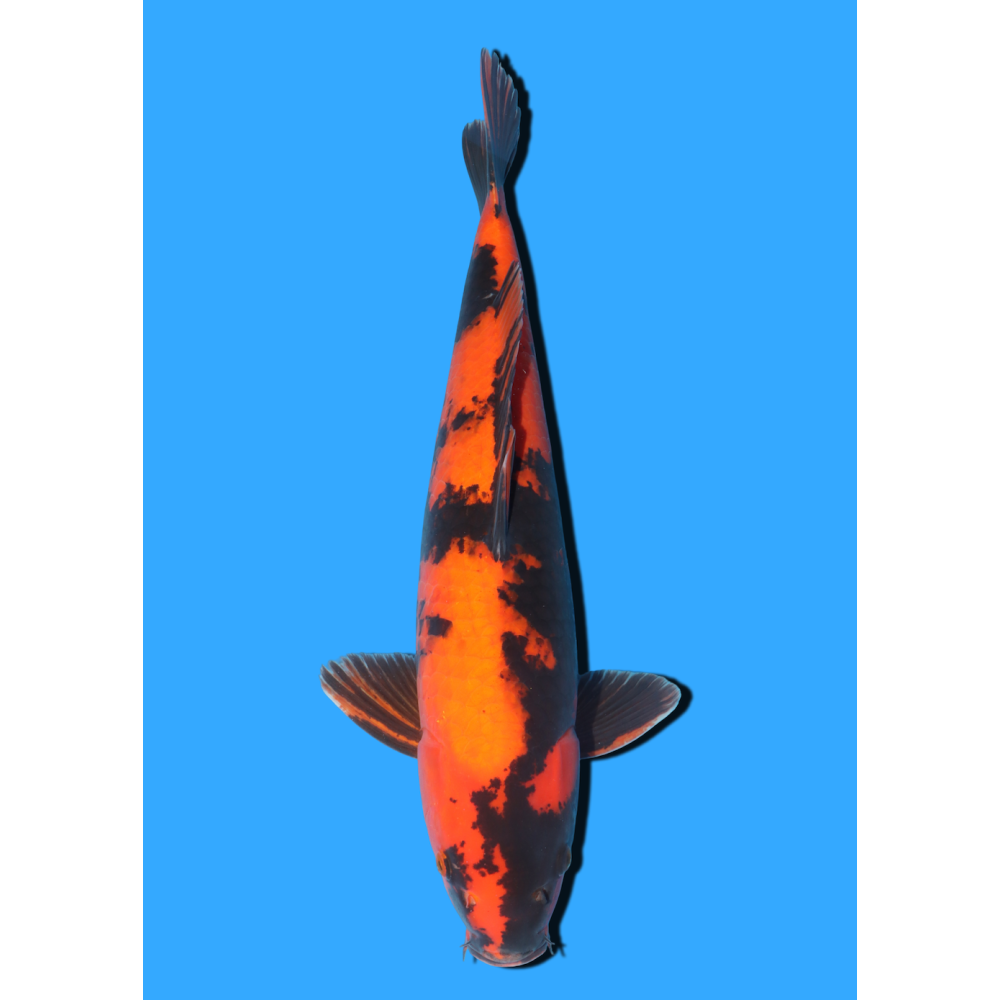 HI UTSURI NISAI MARUSEI +/- 40 CM