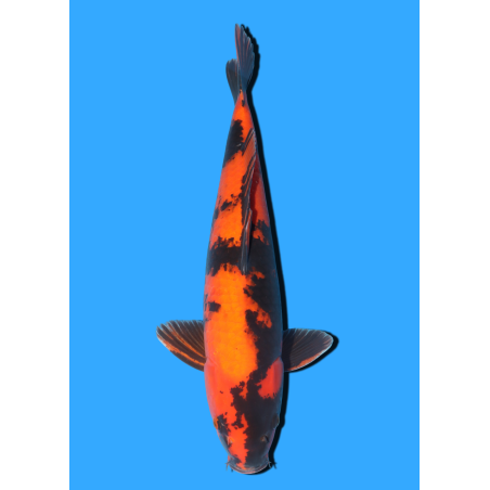 HI UTSURI NISAI MARUSEI +/- 40 CM