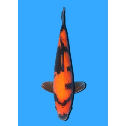 HI UTSURI NISAI MARUSEI +/- 40 CM
