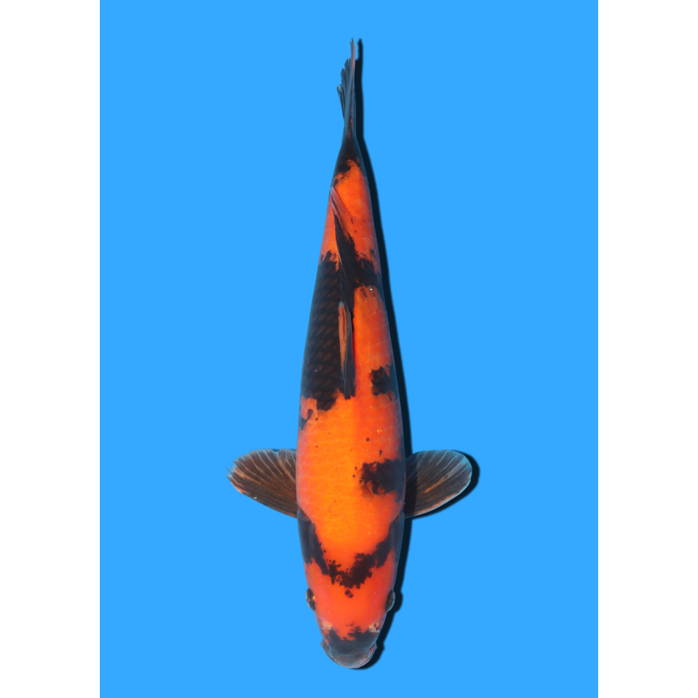 HI UTSURI NISAI MARUSEI +/- 40 CM