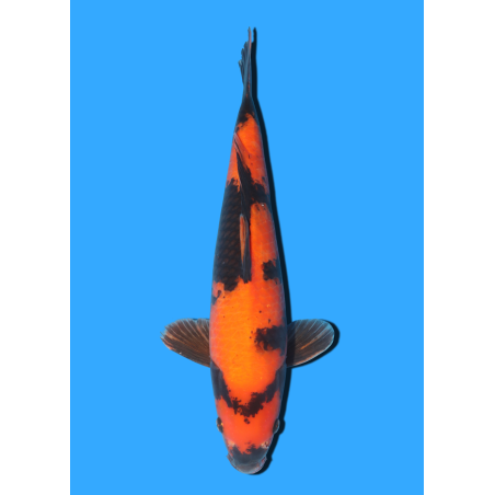 HI UTSURI NISAI MARUSEI +/- 40 CM